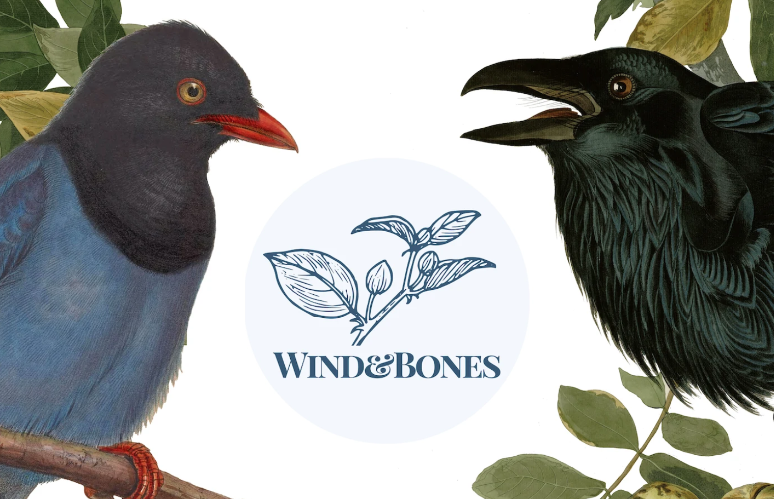A picture of a blue magpie and raven with a Wind&Bones logo